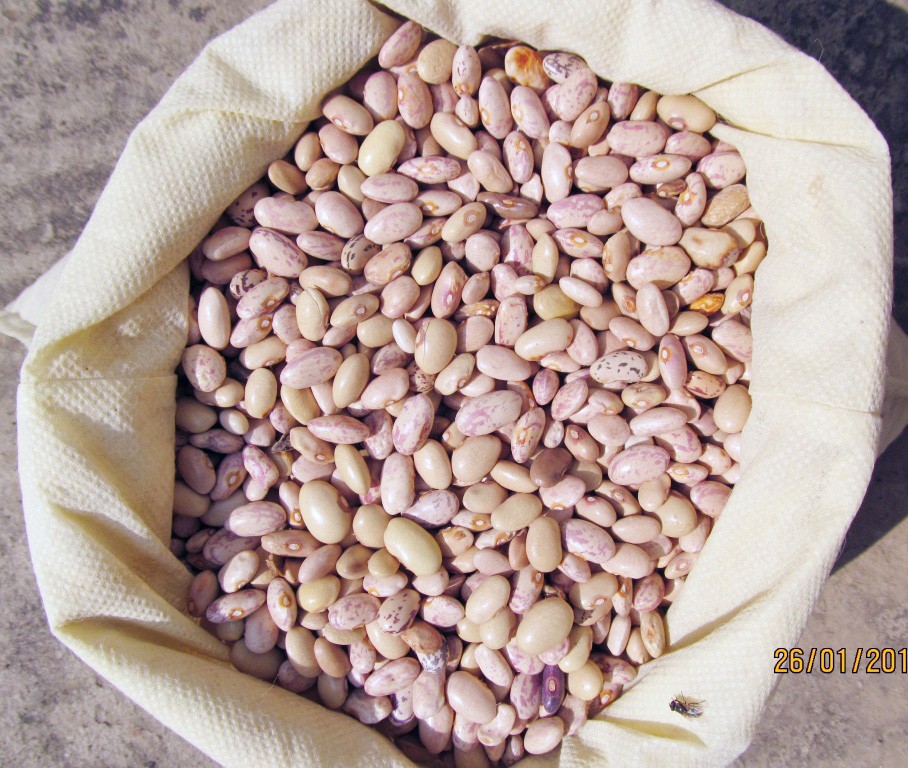 ‘Kholar’ beans, the economic pulse of farmers in Tuensang and Kiphire districts.